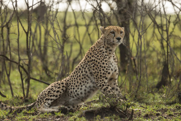 Fototapeta premium a cheetah warily rests among the trees on the Maasai Mara