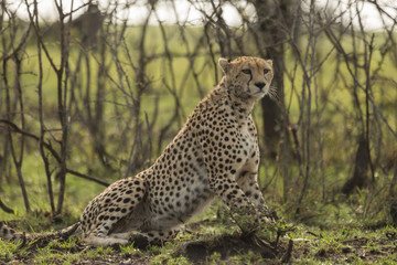 a cheetah warily rests among the trees on the Maasai Mara