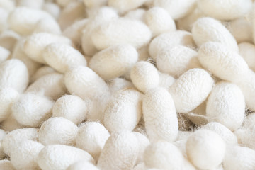 Silk cocoon that is processed to yield silk fiber