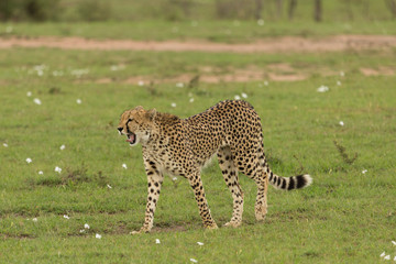 single cheetah walking on the savannah in the Maasai Mara