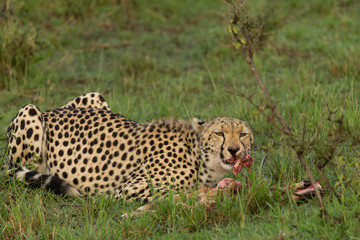 a cheetah munches on its prey in the Maasai Mara