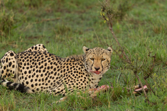 a cheetah munches on its prey in the Maasai Mara