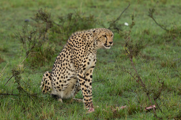 a single cheetah guards her prey on the Maasai Mara