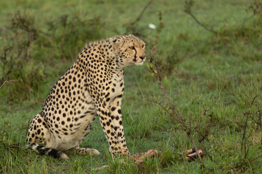 a single cheetah guards her prey on the Maasai Mara