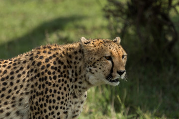 a single cheetah in the Maasai Mara