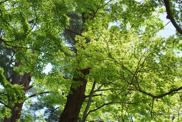 カエデの森_新緑