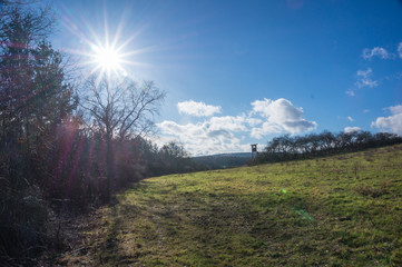 Sonnenstern am Waldrand