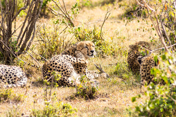 cheetah lying in the shade of a bush in the savannah of the Mara Park in Kenya