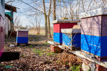 Fototapeta na wymiar Row of beehives at early spring in orchard, apiary, Bee farm
