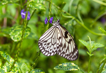 Cream and Black Butterfly