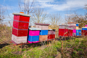 Row of beehives at early spring in orchard, apiary, Bee farm