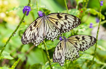 Cream and Black Butterflies