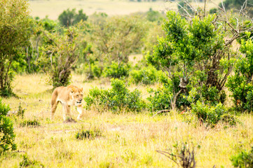 Young lion walking in the savannah of Maasai Mara Park in North West Kenya