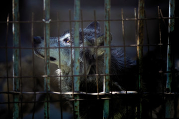 A lone wolf in a cage.