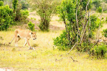 Young lion walking in the savannah of Maasai Mara Park in North West Kenya