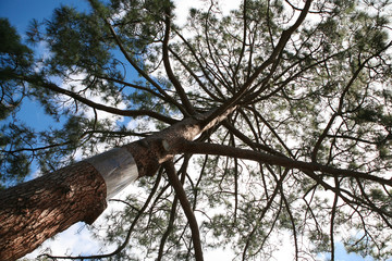 Tree to the sky