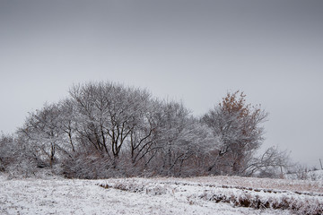 cold winter day, rime covered trees, gloomy sky