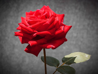 red rose flower with a delicate aroma on a gray background, summer sunny day