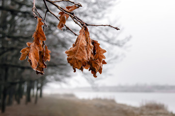 from above hangs an oak branch with dry leaves covered with hoarfrost, against a background of forest and river, a cold winter day or late autumn