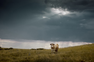 a cow grazing on a meadow, a sky covered with clouds, foreshadows a thunderstorm