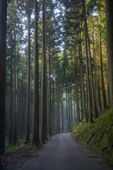朝日が差し込む京都北山の杉林