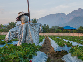 Strawberry field with scarecrow at Chieng Rai Thailand