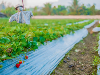Strawberry field with scarecrow at Chieng Rai Thailand