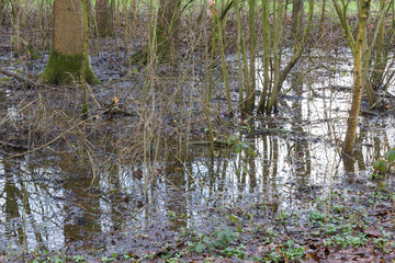 Flooded forest area as a natural and recurring seasonal occurrence