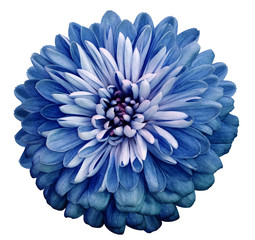 Chrysanthemum  blue  flower. On white isolated background with clipping path.  Closeup no shadows. Garden  flower.  Nature.