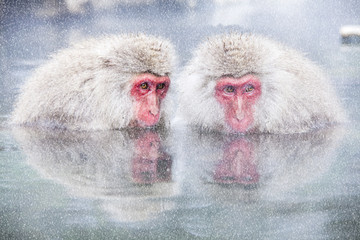 Snow Monkey at the edge of the hot spring pool (Onsen) at Jigokudani Monkey Park in Nagano prefecture, Japan