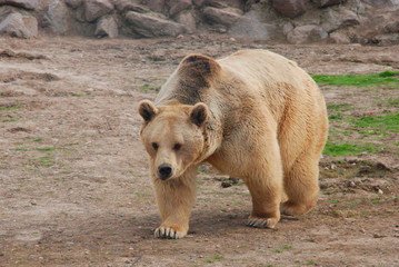 Grizzly bear walking and searching for food