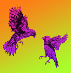 Fototapeta premium Darwin Finches Flying Fighting Neon Hand Drawn