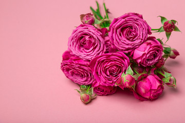 Pion-shaped roses. Delicate rose. Beautiful pink, purple pion-shaped roses, flowers on colored background. Gift for St. Valentine's Day and March 8