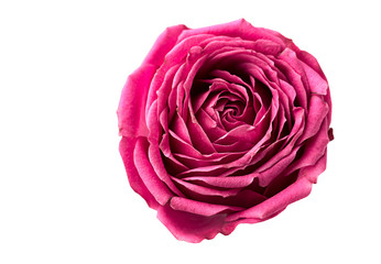 Pion-shaped roses isolated on white background, full in focus. Pink pion-shaped roses. Flowers for St. Valentine's Day and March 8