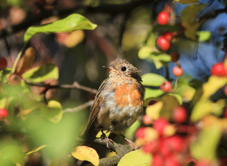 a funny little bird, the European Robin sitting in the garden among the bright red juicy berries