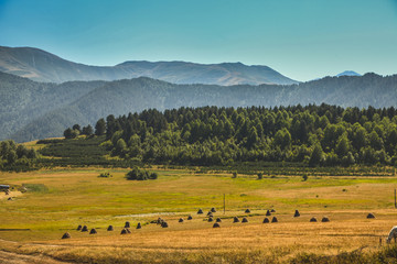 Obraz premium Horses in mountain under the blue sky