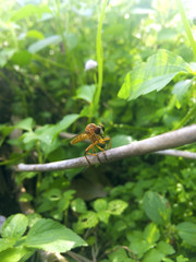 Natural green background and copy space. A brown dragonfly is on branch of tree in palm oil plantation.