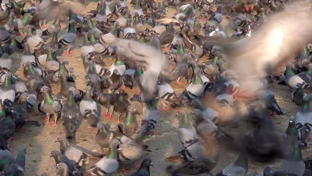 Pigeon feeding frenzy in Dadar, Mumbai 