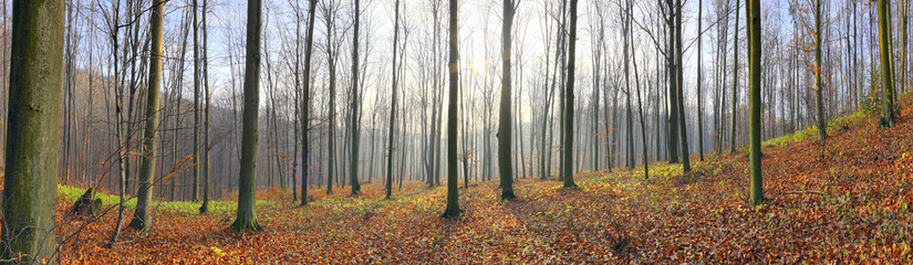 Autumn beech forest. Europe, Poland, Holy Cross Mountains.