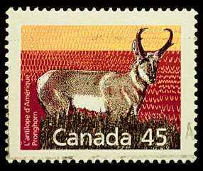 Pronghorn on postage stamp