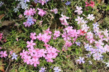Obraz premium 色とりどりの芝桜の花