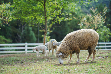 Naklejka na ściany i meble The Sheep on a farm outdoor