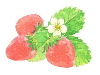 いちご　水彩イラスト