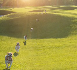running dog Jack Russell terrier. a collage of many frames of an approaching pet. Creative fun photo