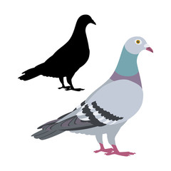 pigeon  bird vector illustration flat style black silhouette
