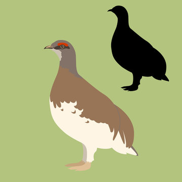 recommend clip art: quail  bird vector illustration flat style black silhouette