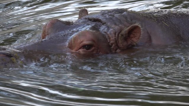 Common hippo (Hippopotamus amphibius) submerged in water 