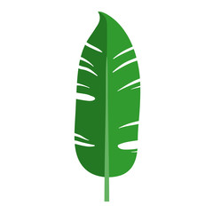 Green plant leaf, banana. Isolated vector illustration on white background.