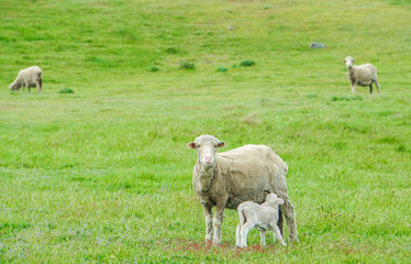 tiny lamb suck up milk from white sheep in green field in New Zealand