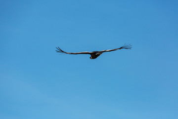 Condor